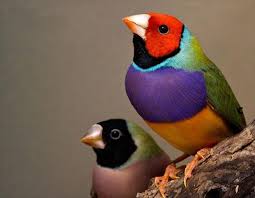 Choose your favorite gouldian finch designs and purchase them as wall art, home decor, phone cases, tote bags, and more! Bird On A Feather Australian Finch Lady Gouldian Finch Art Collectibles Acrylic Kromasol Com
