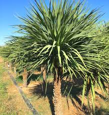 A cabbage tree generally will grow from 60 to 70 feet tall. Cordyline Australis Big Plant Nursery