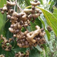 Image result for Hovenia