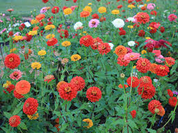 See more ideas about growing cut flowers, flowers, cut flowers. Zinnias Are Terrific Cut Flower Options Growing America