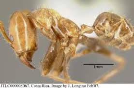 Image result for Anthonotha