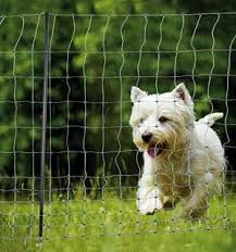 Blinde Hunde So Klappt Der Alltag Senior Hunde De