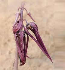 Image result for Brachystelma