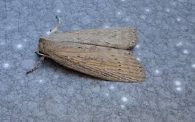 Image result for Chilodes maritima