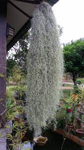 Secara keseluruhan, pak janggut telah membintangi dua puluh tiga buku komik. Warisan Petani Pokok Janggut Tok Adam