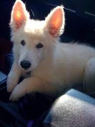 10 Best White German Shepherd Blondie Ideas White German Shepherd German Shepherd Shepherd