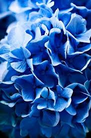 Lecture D Un Message Mail Orange Blue Flowers Feeling Blue Blue Wallpapers