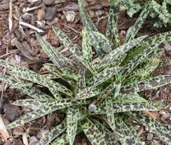 Image result for Ledebouria