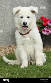 Berger blanc suisse pup Banque de photographies et d'images à haute  résolution