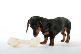 Are Rawhide Chews Dangerous For Dogs American Kennel Club