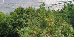 Programul de lucru al parchetului de pe lângă judecătoria arad cu avocații, prelungit. SerÄƒ PlinÄƒ Cu Cannabis DescoperitÄƒ In Curtea Unui PoliÈ›ist De La RutierÄƒ Ziua De Vest