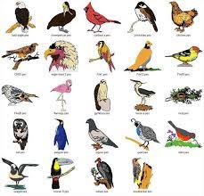 Birds Birds Birds Bird Species Bird Types South African Birds