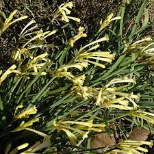 Image result for Cyrtanthus mackenii