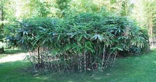 Sasa Palmata Nebulosa Pflanzen Bambus Bilder