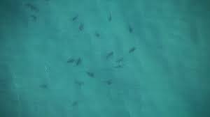 The cove restaurant's danny singh is now a paul harris fellow. Surfers Ignore Warnings Of Massive School Of Sharks The New Daily