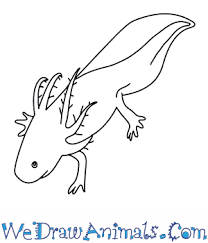 Start with a 'u' shape at a small angle. How To Draw An Axolotl