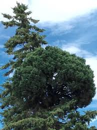 They are caused by a number of factors that result in a great proliferation of shoots with short internodes that can look like a bundle of twigs or witch's broom. Picea Glauca Witches Broom