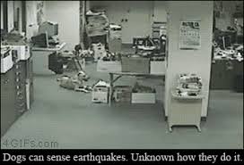 This is a list of deadly. Best Earthquake Gifs Primo Gif Latest Animated Gifs