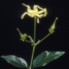 Image result for Cryptolepis apiculata