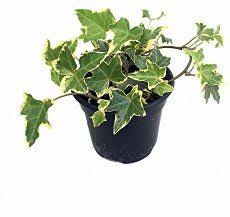 Low light can make the plant sick and leggy. Get Tips For Growing English Ivy Care Is Easy And It S A Beautiful Accent Plant With Lobed Leaves And Lush English Ivy Plant Ivy Plant Indoor Types Of Ivy