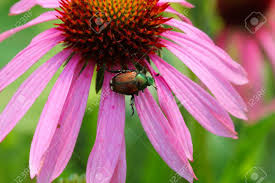 Jun 24, 2021 · die schönsten autogeschichten erzählt das leben: Japankafer Popillia Japonica Kriechen Auf Sonnenhut Lizenzfreie Fotos Bilder Und Stock Fotografie Image 42146689