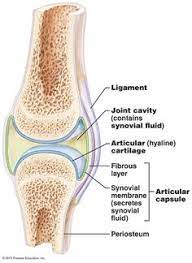 The Skeletal System Skeletal System Synovial Fluid Biology Classroom