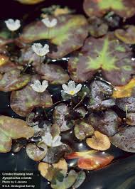 Image result for Nymphoides milnei