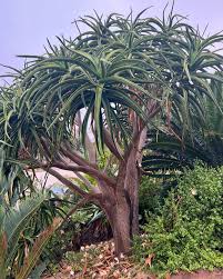 Image result for Aloe ballii