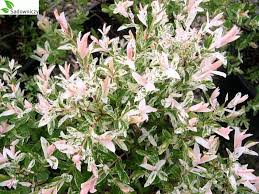 Просмотров 142 тыс.9 лет назад. Harlekinweide Salix Integra Hakuro Nishiki Pflanzen Enzyklopadie