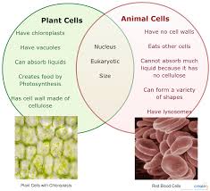 Maybe you would like to learn more about one of these? Plant Vs Animal Cells Venn Diagram For Educational Purposes Venn Diagram Plant And Animal Cells Animal Cell Science Cells