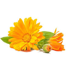 Calendula Tea Calendula Calendula Oil Organic Skin Care