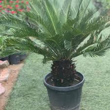 Image result for Cycadaceae