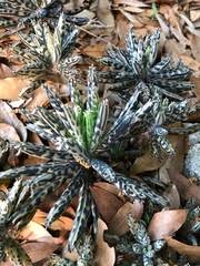 Image result for Philyrophyllum schinzii