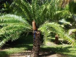 Image result for Encephalartos gratus