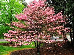 Buy kousa dogwood tree today at tennessee wholesale nursery with low prices and fast shipping. Buy Flowering Red Dogwood Trees Online The Tree Center