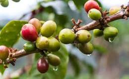 What Is a Coffee Bean? The Anatomy of The Coffee Cherry ...