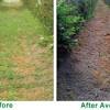 Roundup contains glyphosate, which is toxic to. 1