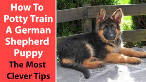 How To Potty Train A German Shepherd Puppy The Most Clever Tips Youtube
