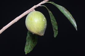 Image result for Sapotaceae