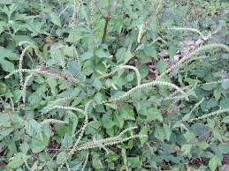 Image result for Cyathula