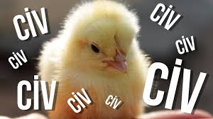 Yeni Evcil Hayvanim Can Your Pet Evcil Hayvanlar Hayvan