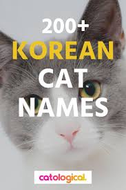 Clearly Cats Have A Special Place In Korean Cultural History And A Great Way To Honor This Heritage Is By Givi Cat Names Names For Black Cats Funny Cat Names