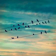 Bird On A Wire Movie Song Because Of The Movie The Birds Every Time I See This I Think They Are Plotting To Attack Me Zonsondergang Fotografie Fotografie Natuur Vogel Afdrukken