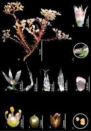 Image result for Polycarpaea