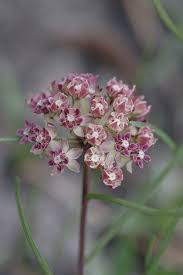 Pin By Michelle H On Asclepias Asclepias Plants Flora
