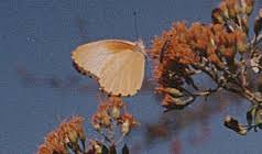 Image result for Plicosepalus kalachariensis