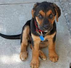 These cuties will steal your heart with their bubbly, outgoing personalities. Stella The Shepherd Mix Pictures 921247 Puppies Cute Puppy Names Mixed Breed Dogs
