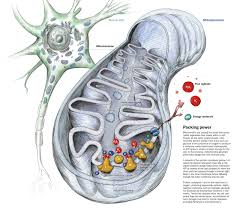 Now A Research Team Led By Investigators At Beth Israel Deaconess Medical Center Bidmc Has Discovered Mitochondria Mitochondrial Disease Parkinsons Disease