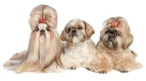 Secure valuable vitamin supplement pets on alibaba.com at alluring offers. 10 Best Dog Food For Hair Loss In Dogs In 2021 Revealed