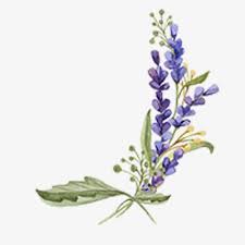 Lavender Vector Diagram Buckle Free Lavender Plant Hand Painted Png Transparent Clipart Image And Psd File For Free Download Flower Art Painting Floral Watercolor Floral Drawing
